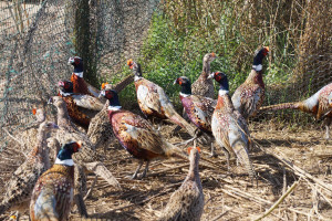 pheasants